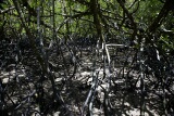 Mangroves, Bako National Park, Sarawak, East Malaysia (Borneo)