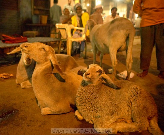 Smiling sheep await slaughter near the Tomb of Nizammudin, Delhi