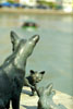 Bronze cats by the Cavenagh bridge on the Singapore river