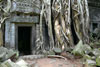 Tree 'growing out of' Ta Prohm
