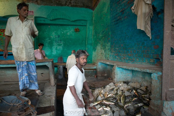 At the fish market, packing the fish in ice, Varanasi