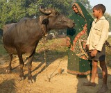 In the countryside near Varanasi: a buffalo is a very significant asset for the family,  but somehow the relationship seems warmer than just a financial interest