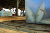 A plastic box packed with fish awaits loading,  with blocks of ice in the background