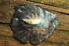 A jelly fish has landed on the deck on top of two smallfish,  looking as if it has swallowed them whole