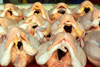 Chickens seem to be trying to protect themselves by covering their heads - Too Late!