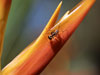 Ant on Heliconia in Singapore Botanical Gardens