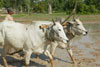 Oxen plowing the padi fields