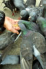Flocks of aggressive pigeons in Piazza san Marco