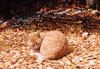 Conveniently camouflaged cat, Chalice Wells, Glastonbury