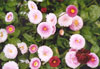 English flowers, Chalice Wells, Glastonbury
