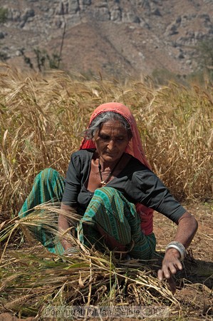 Growing barley in Rajasthan near Jaipur