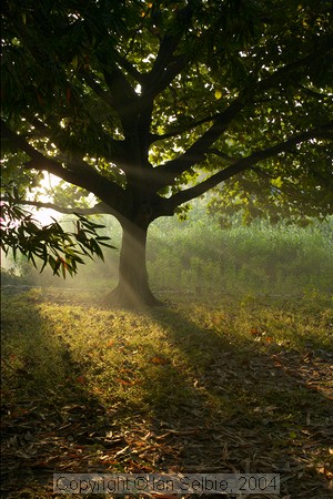 In the countryside near Varanasi: the early morning mist and the trees could almost be in Europe