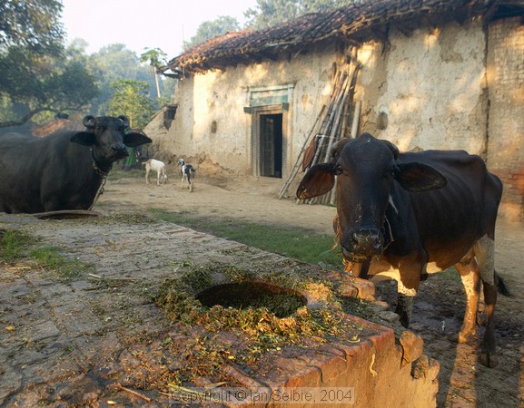 In the countryside near Varanasi: cows munch their fodder while considering a photographer