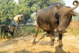 In the countryside near Varanasi: new born calf takes its first steps as the farmer disposes of the afterbirth